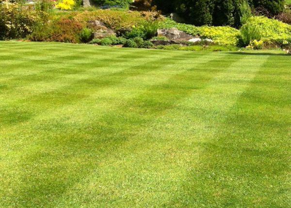 Commercial Grass Cutting in Martinsburg