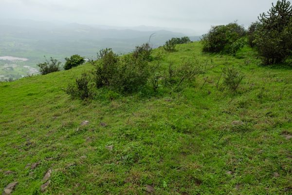 Hillside Weed Removal