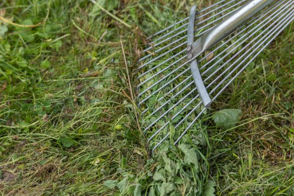 Thatch Raking in Martinsburg