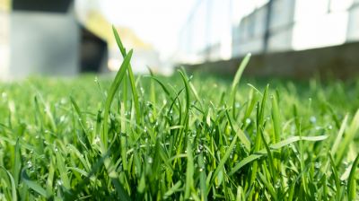 Close-Up of Mowed Grass